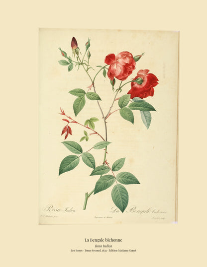 Rosa Indica — La Bengale bichonne, hand-coloured stipple engraving after Redouté, engraved by Langlois, Les Roses, Paris 1821.