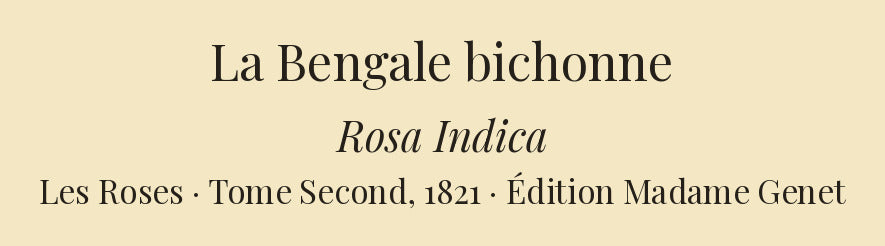 Rosa Indica — La Bengale bichonne, hand-coloured stipple engraving after Redouté, engraved by Langlois, Les Roses, Paris 1821.