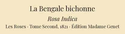Rosa Indica — La Bengale bichonne, hand-coloured stipple engraving after Redouté, engraved by Langlois, Les Roses, Paris 1821.