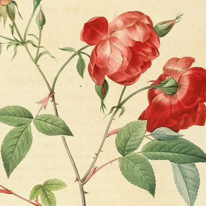 Rosa Indica — La Bengale bichonne, hand-coloured stipple engraving after Redouté, engraved by Langlois, Les Roses, Paris 1821.