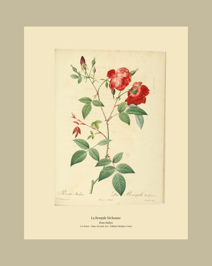 Rosa Indica — La Bengale bichonne, hand-coloured stipple engraving after Redouté, engraved by Langlois, Les Roses, Paris 1821.