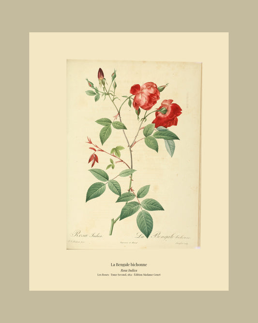 Rosa Indica — La Bengale bichonne, hand-coloured stipple engraving after Redouté, engraved by Langlois, Les Roses, Paris 1821.