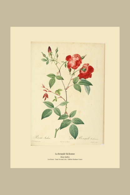 Rosa Indica — La Bengale bichonne, hand-coloured stipple engraving after Redouté, engraved by Langlois, Les Roses, Paris 1821.