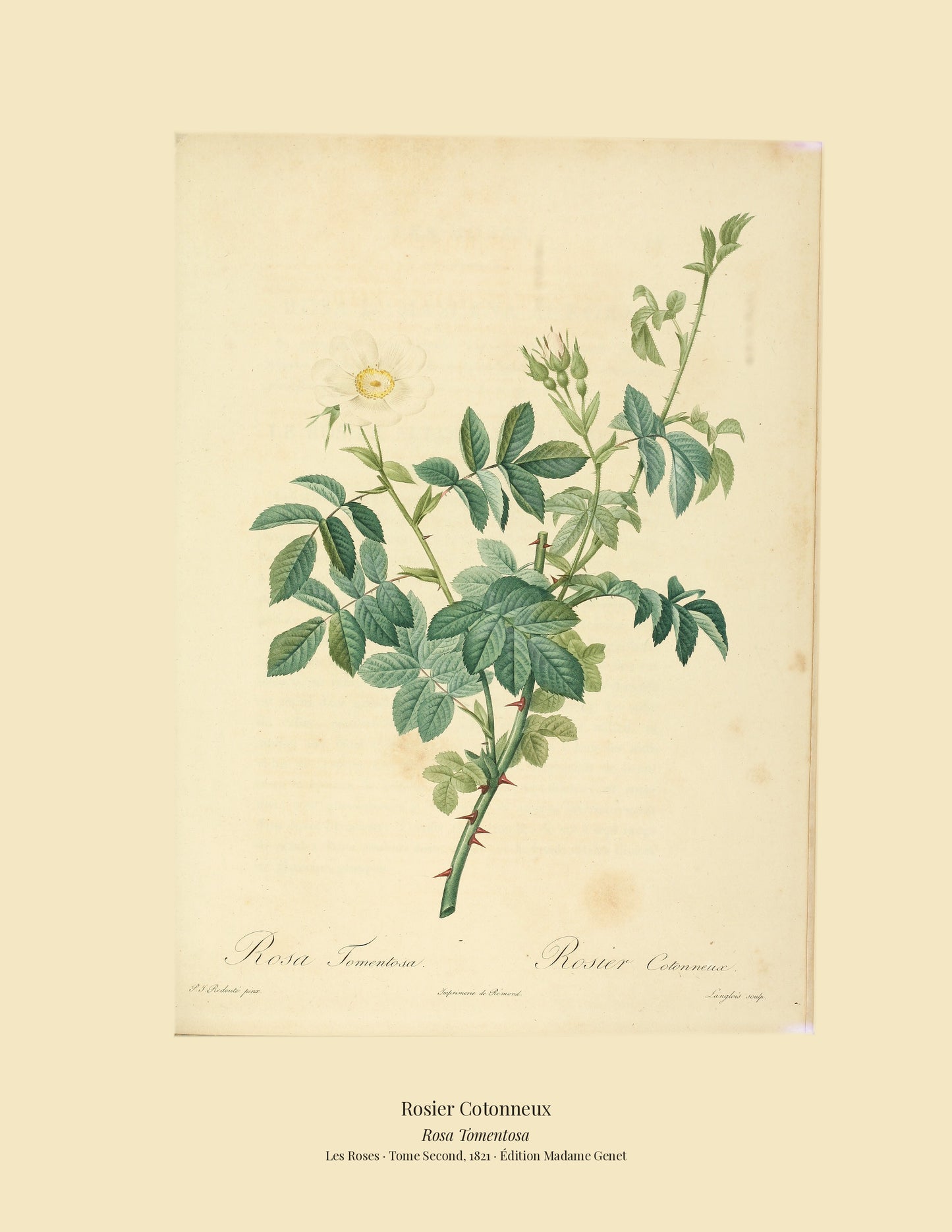 Rosa Tomentosa — Rosier Cotonneux, hand-coloured stipple engraving after Redouté, engraved by Langlois, Les Roses, Paris 1821.