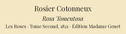 Rosa Tomentosa — Rosier Cotonneux, hand-coloured stipple engraving after Redouté, engraved by Langlois, Les Roses, Paris 1821.