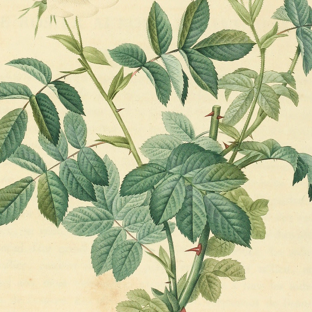 Rosa Tomentosa — Rosier Cotonneux, hand-coloured stipple engraving after Redouté, engraved by Langlois, Les Roses, Paris 1821.