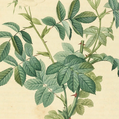 Rosa Tomentosa — Rosier Cotonneux, hand-coloured stipple engraving after Redouté, engraved by Langlois, Les Roses, Paris 1821.