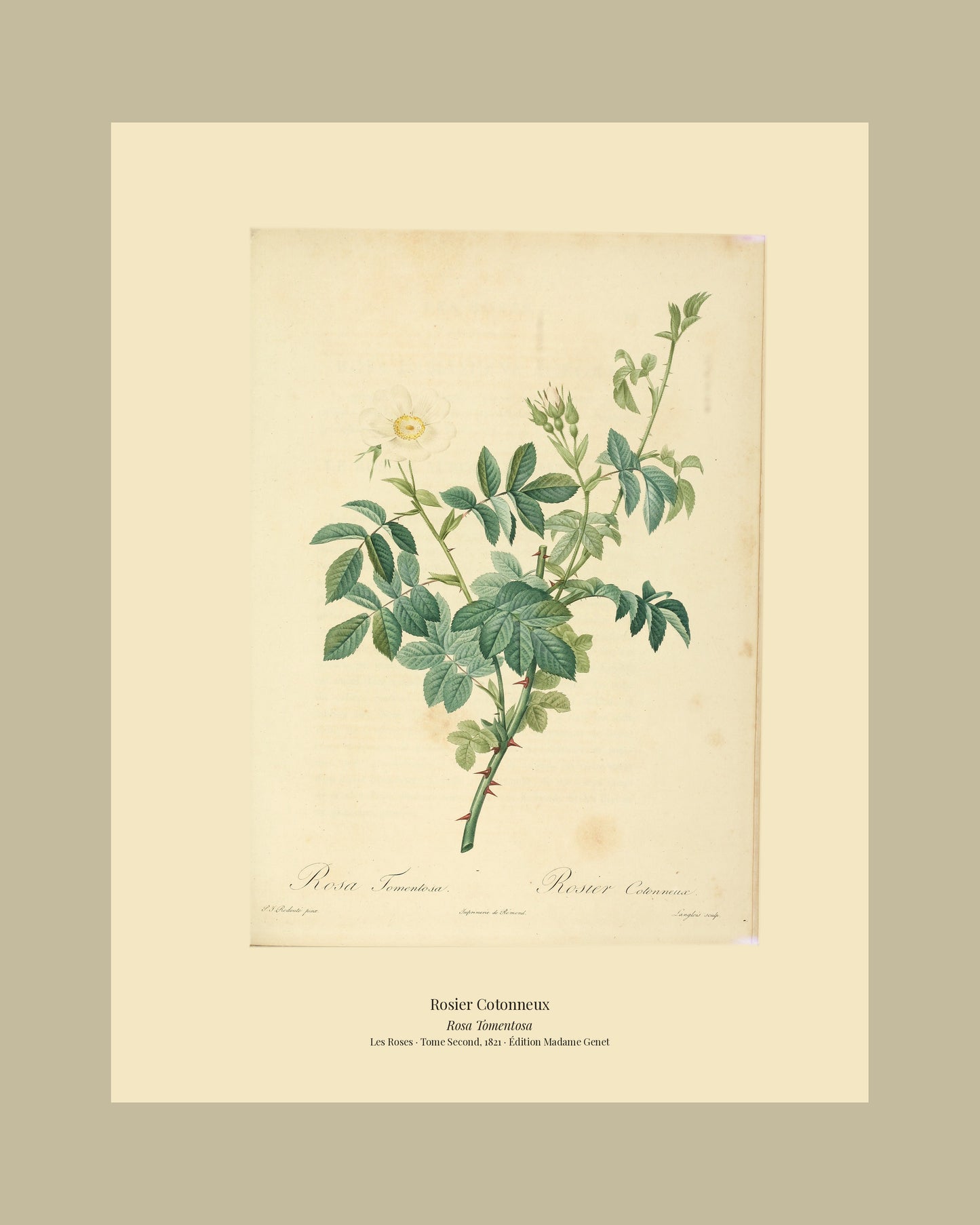 Rosa Tomentosa — Rosier Cotonneux, hand-coloured stipple engraving after Redouté, engraved by Langlois, Les Roses, Paris 1821.