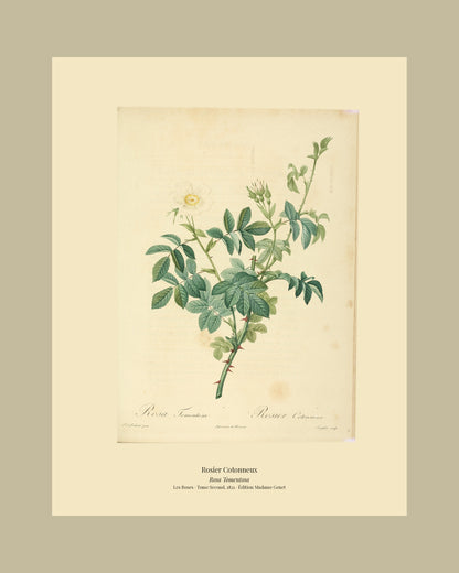Rosa Tomentosa — Rosier Cotonneux, hand-coloured stipple engraving after Redouté, engraved by Langlois, Les Roses, Paris 1821.