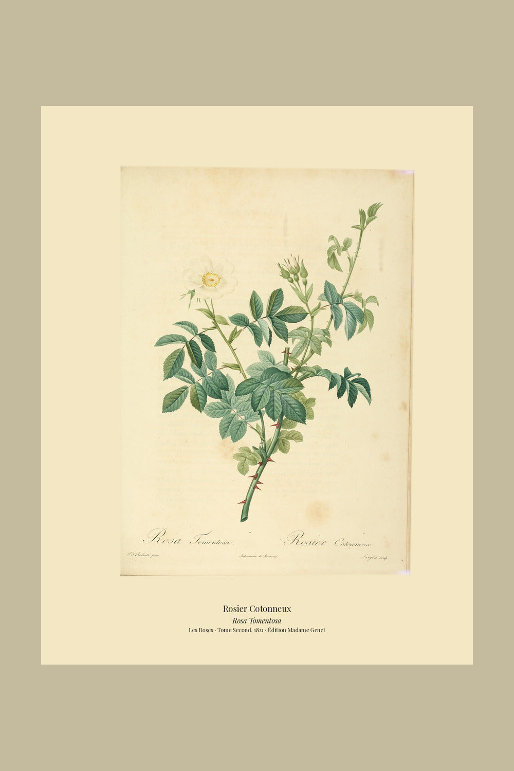 Rosa Tomentosa — Rosier Cotonneux, hand-coloured stipple engraving after Redouté, engraved by Langlois, Les Roses, Paris 1821.