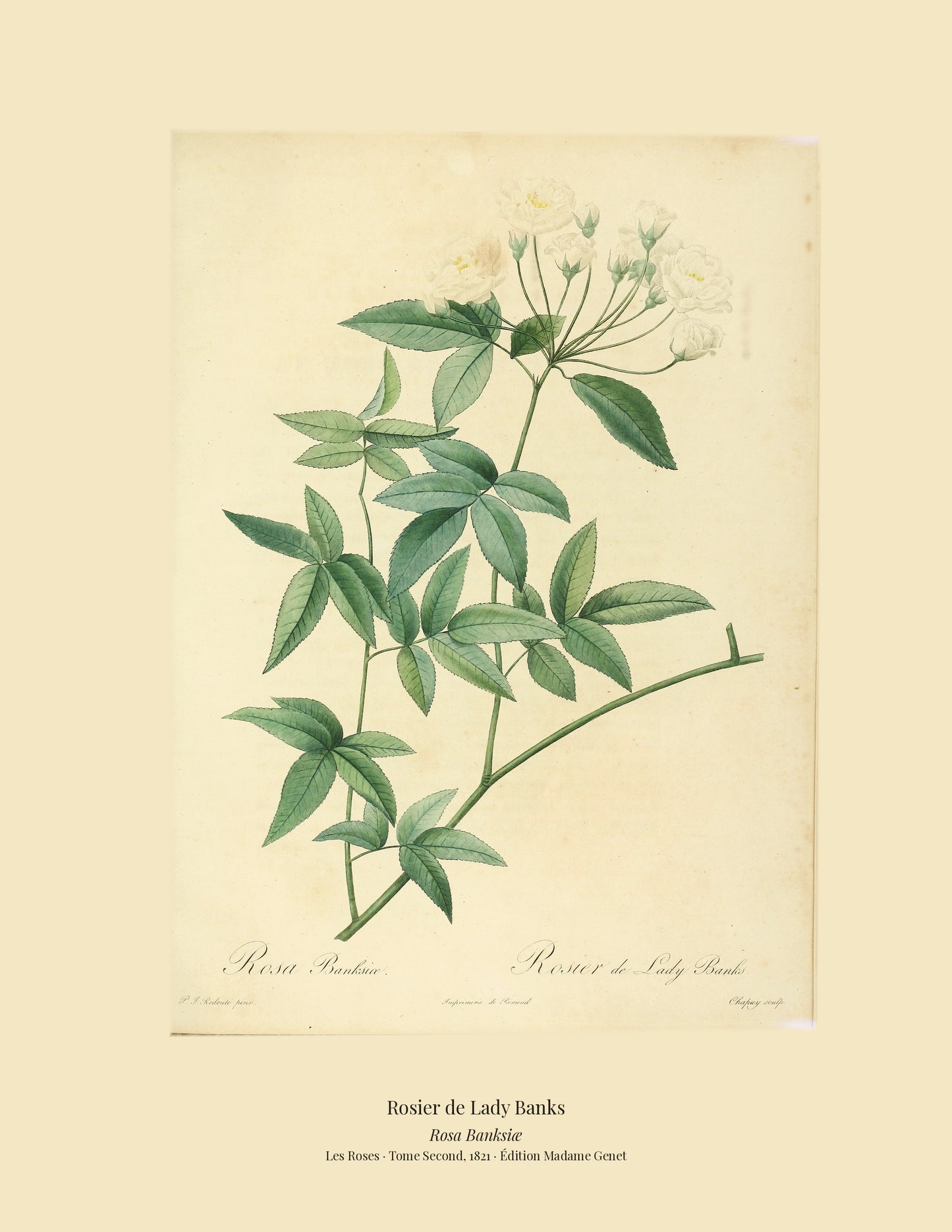 Rosa Banksiæ — Rosier de Lady Banks, hand-coloured stipple engraving after Redouté, engraved by Chapuy, Les Roses, Paris 1821.