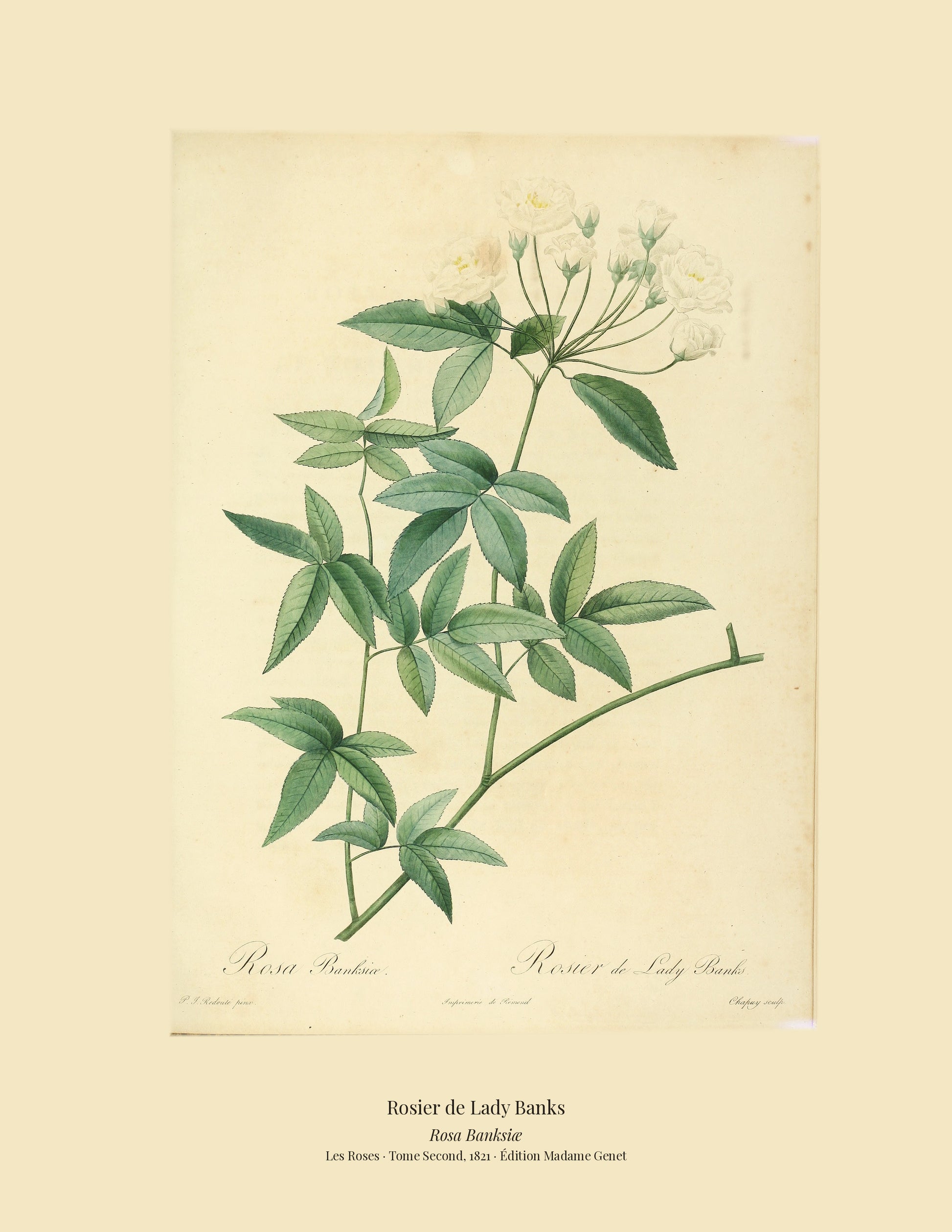 Rosa Banksiæ — Rosier de Lady Banks, hand-coloured stipple engraving after Redouté, engraved by Chapuy, Les Roses, Paris 1821.