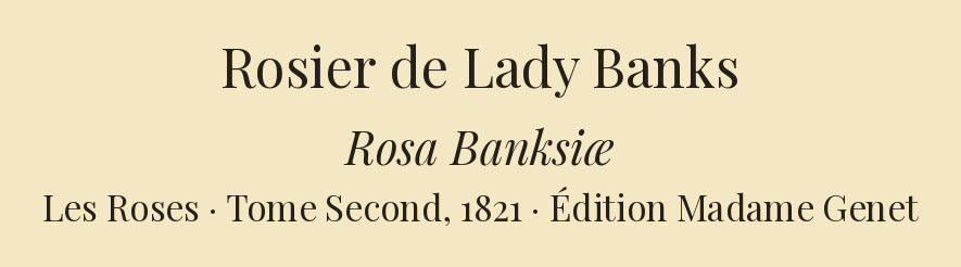 Rosa Banksiæ — Rosier de Lady Banks, hand-coloured stipple engraving after Redouté, engraved by Chapuy, Les Roses, Paris 1821.