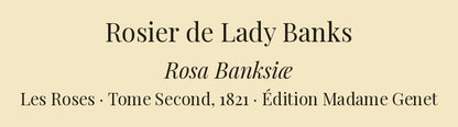 Rosa Banksiæ — Rosier de Lady Banks, hand-coloured stipple engraving after Redouté, engraved by Chapuy, Les Roses, Paris 1821.