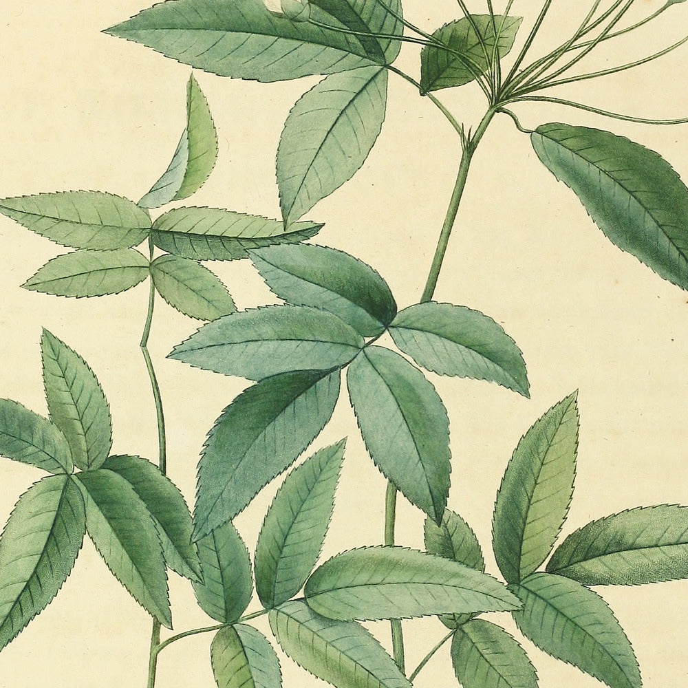 Rosa Banksiæ — Rosier de Lady Banks, hand-coloured stipple engraving after Redouté, engraved by Chapuy, Les Roses, Paris 1821.