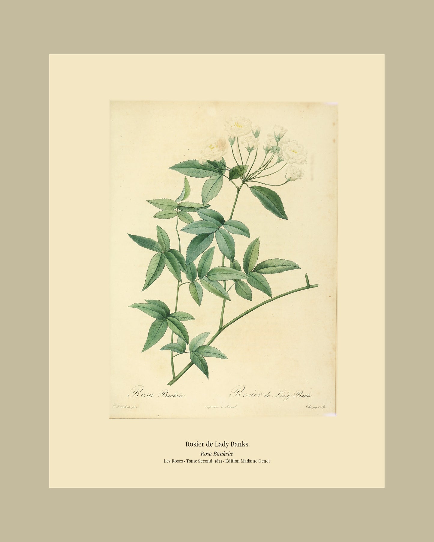 Rosa Banksiæ — Rosier de Lady Banks, hand-coloured stipple engraving after Redouté, engraved by Chapuy, Les Roses, Paris 1821.
