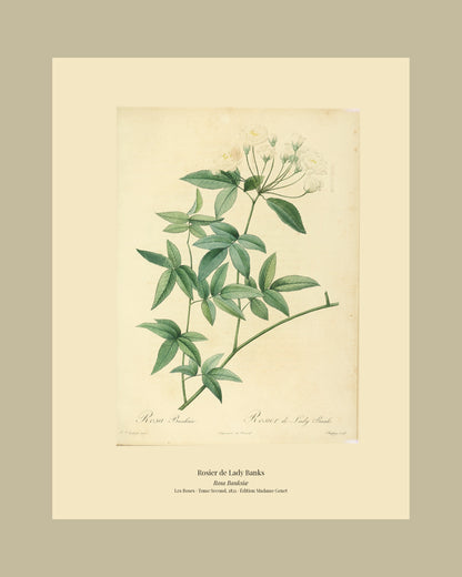 Rosa Banksiæ — Rosier de Lady Banks, hand-coloured stipple engraving after Redouté, engraved by Chapuy, Les Roses, Paris 1821.