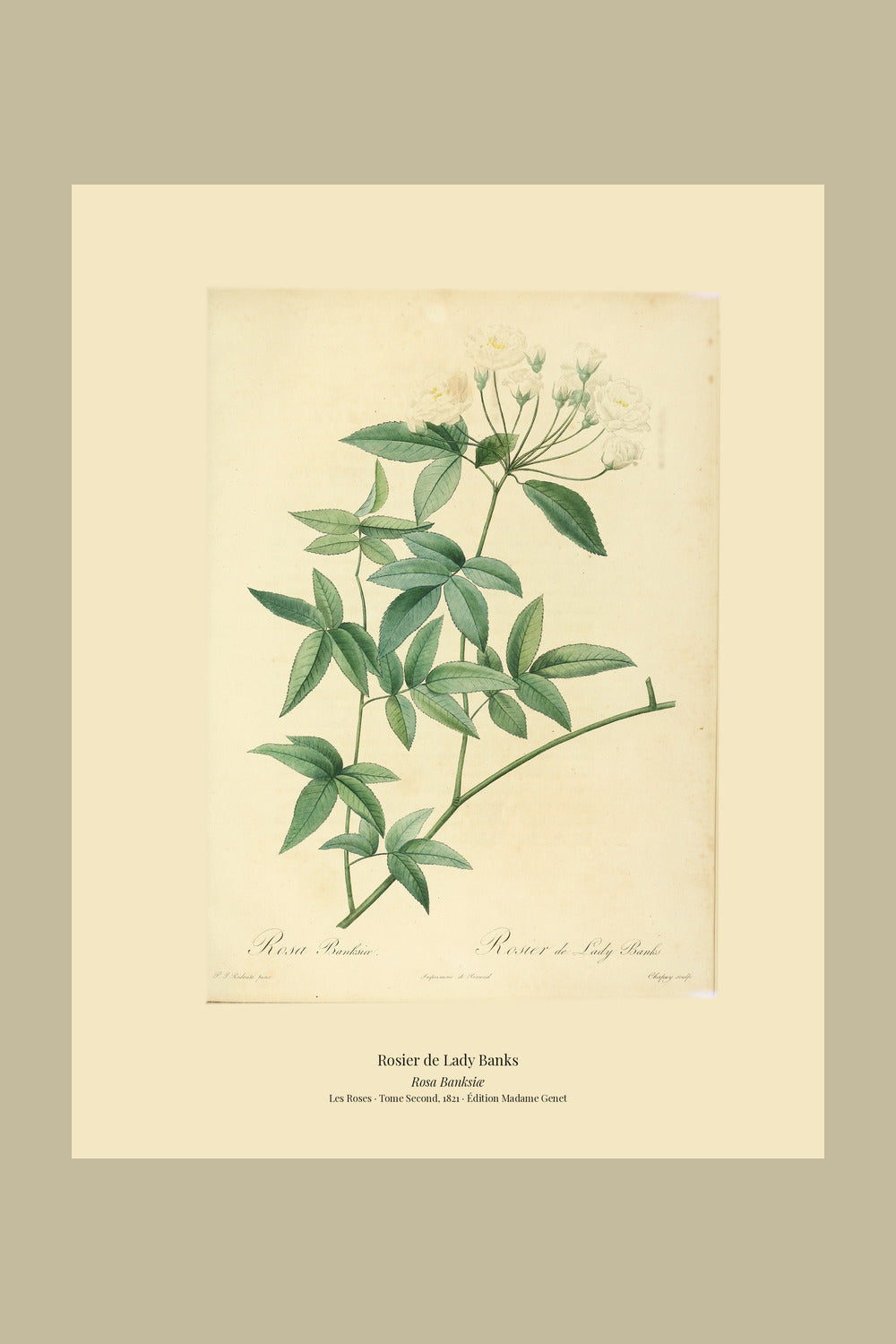 Rosa Banksiæ — Rosier de Lady Banks, hand-coloured stipple engraving after Redouté, engraved by Chapuy, Les Roses, Paris 1821.