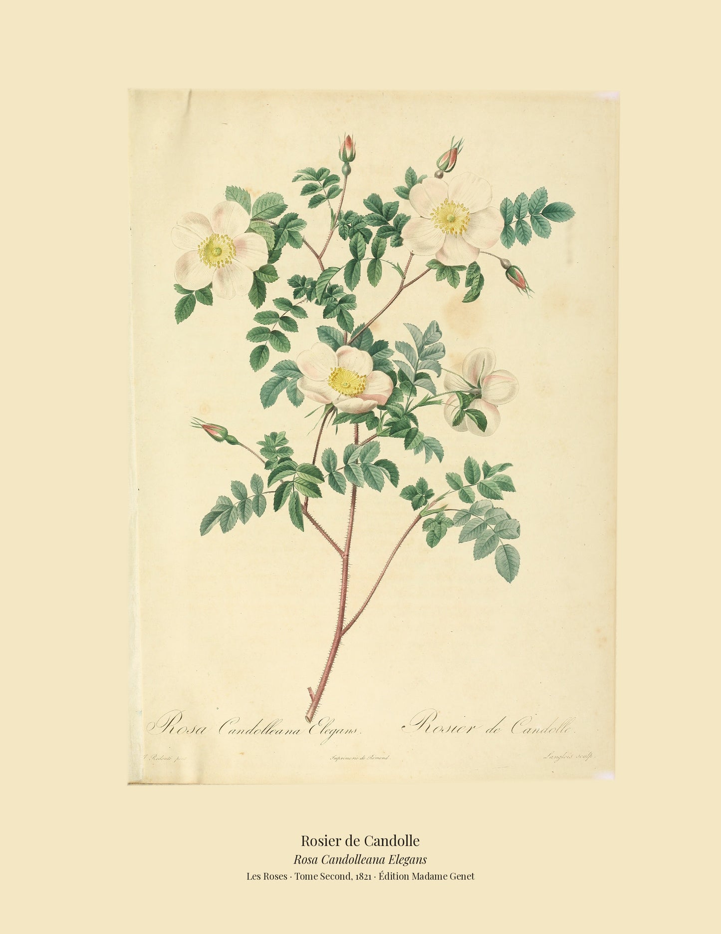 Rosa Candolleana Elegans — Rosier de Candolle, hand-coloured stipple engraving after Redouté, engraved by Langlois, Les Roses, Paris 1821.