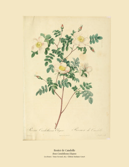 Rosa Candolleana Elegans — Rosier de Candolle, hand-coloured stipple engraving after Redouté, engraved by Langlois, Les Roses, Paris 1821.