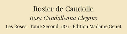 Rosa Candolleana Elegans — Rosier de Candolle, hand-coloured stipple engraving after Redouté, engraved by Langlois, Les Roses, Paris 1821.