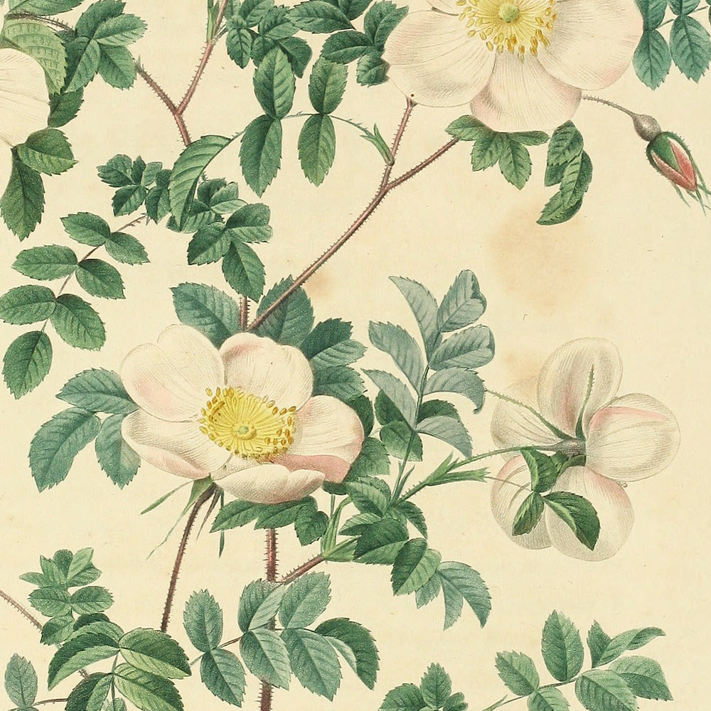 Rosa Candolleana Elegans — Rosier de Candolle, hand-coloured stipple engraving after Redouté, engraved by Langlois, Les Roses, Paris 1821.