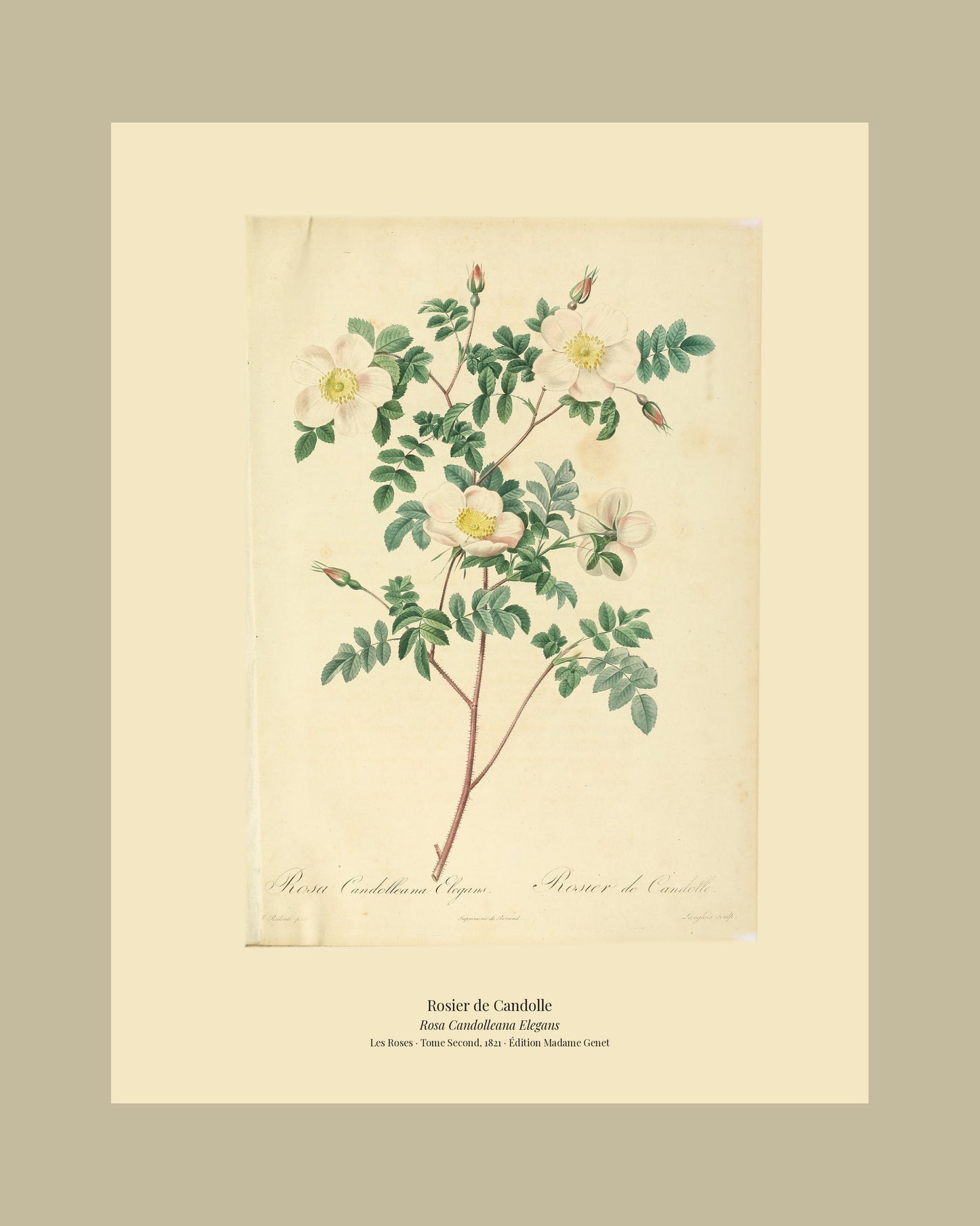 Rosa Candolleana Elegans — Rosier de Candolle, hand-coloured stipple engraving after Redouté, engraved by Langlois, Les Roses, Paris 1821.