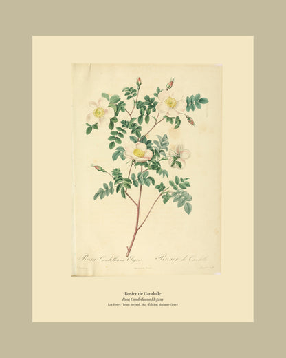 Rosa Candolleana Elegans — Rosier de Candolle, hand-coloured stipple engraving after Redouté, engraved by Langlois, Les Roses, Paris 1821.