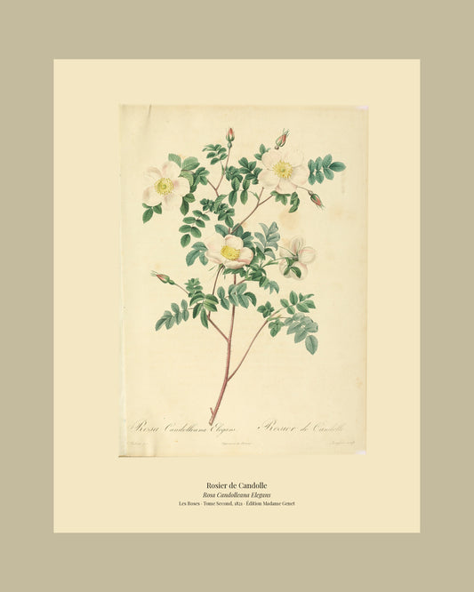 Rosa Candolleana Elegans — Rosier de Candolle, hand-coloured stipple engraving after Redouté, engraved by Langlois, Les Roses, Paris 1821.
