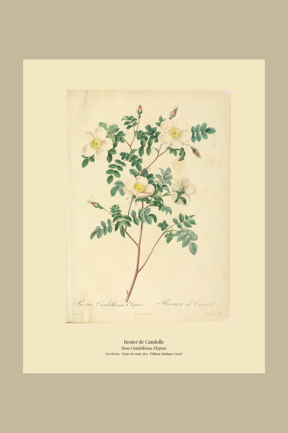 Rosa Candolleana Elegans — Rosier de Candolle, hand-coloured stipple engraving after Redouté, engraved by Langlois, Les Roses, Paris 1821.