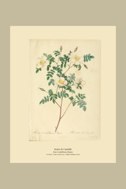 Rosa Candolleana Elegans — Rosier de Candolle, hand-coloured stipple engraving after Redouté, engraved by Langlois, Les Roses, Paris 1821.