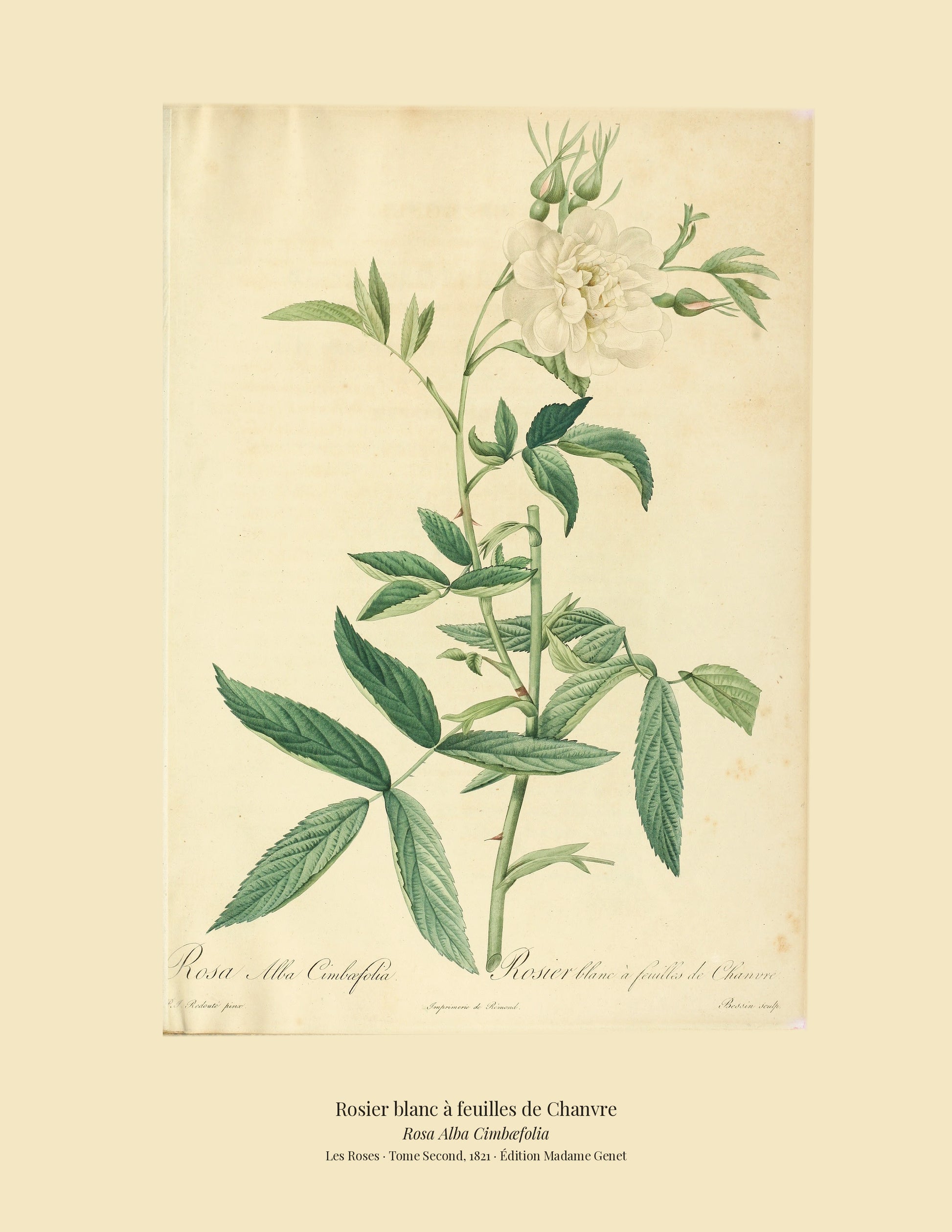 Rosa Alba Cimbæfolia — Rosier blanc à feuilles de Chanvre, hand-coloured stipple engraving after Redouté, engraved by Bessin, Les Roses, Paris 1821.