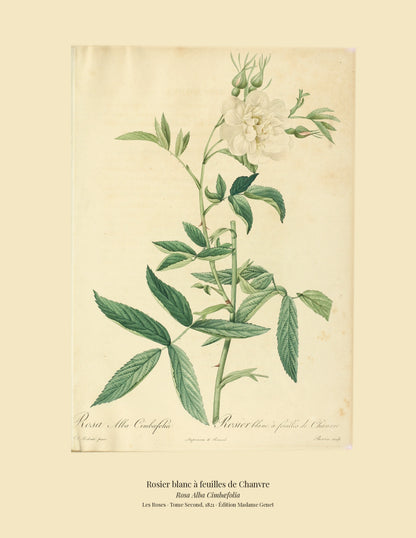 Rosa Alba Cimbæfolia — Rosier blanc à feuilles de Chanvre, hand-coloured stipple engraving after Redouté, engraved by Bessin, Les Roses, Paris 1821.