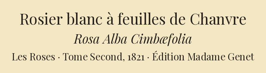 Rosa Alba Cimbæfolia — Rosier blanc à feuilles de Chanvre, hand-coloured stipple engraving after Redouté, engraved by Bessin, Les Roses, Paris 1821.