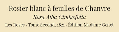 Rosa Alba Cimbæfolia — Rosier blanc à feuilles de Chanvre, hand-coloured stipple engraving after Redouté, engraved by Bessin, Les Roses, Paris 1821.