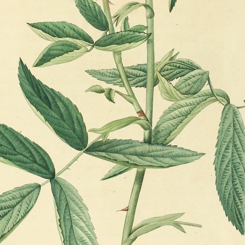 Rosa Alba Cimbæfolia — Rosier blanc à feuilles de Chanvre, hand-coloured stipple engraving after Redouté, engraved by Bessin, Les Roses, Paris 1821.