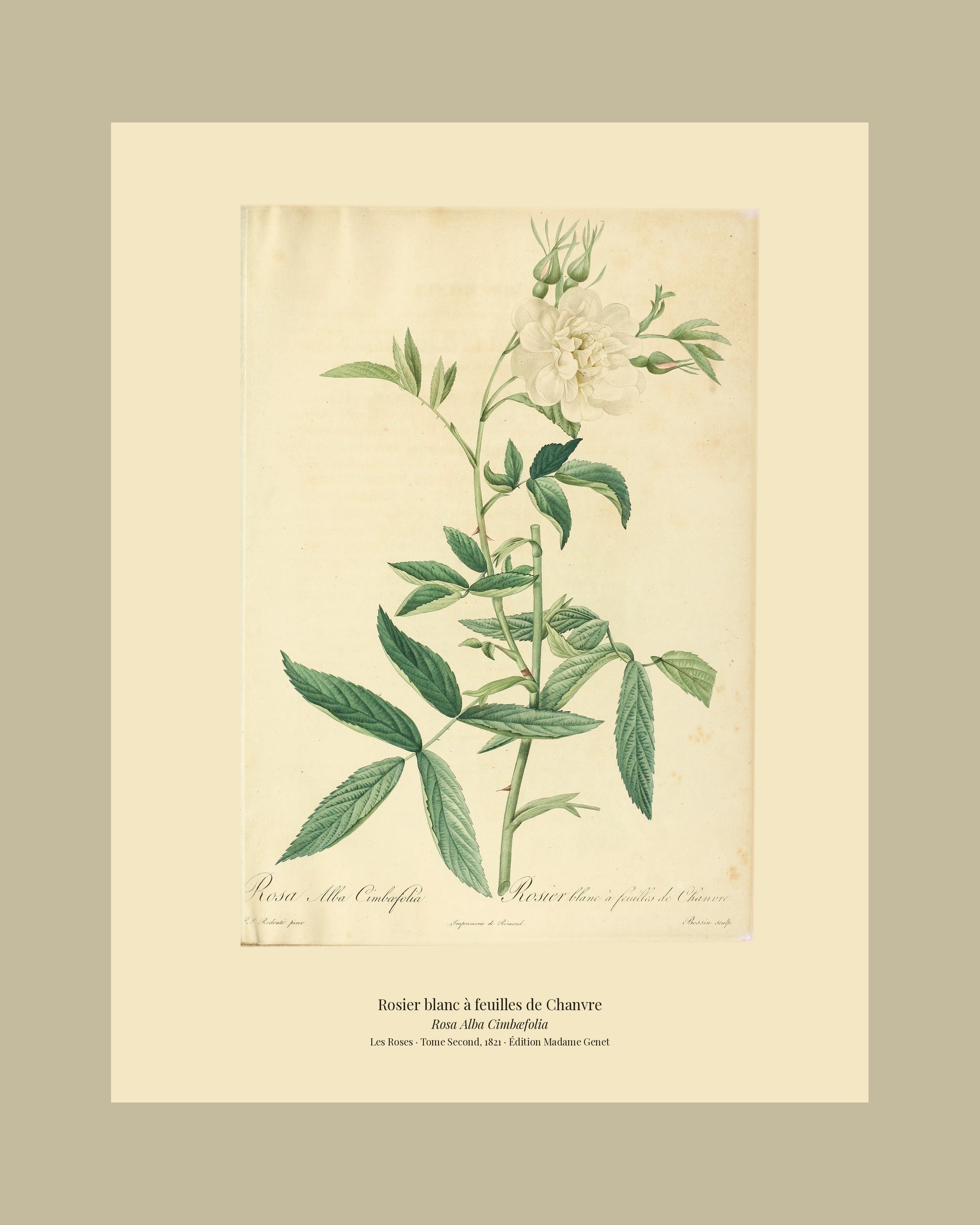 Rosa Alba Cimbæfolia — Rosier blanc à feuilles de Chanvre, hand-coloured stipple engraving after Redouté, engraved by Bessin, Les Roses, Paris 1821.