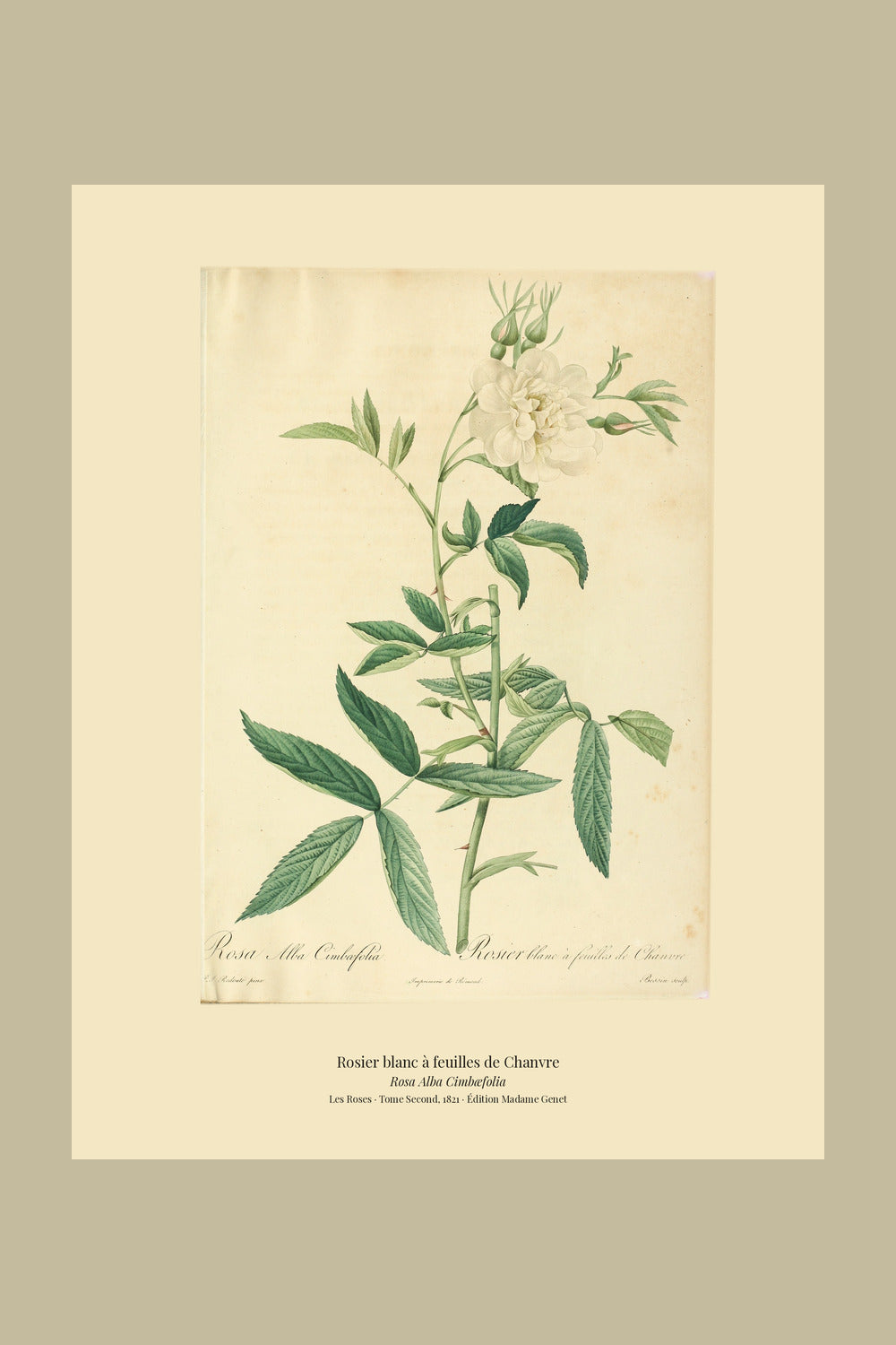 Rosa Alba Cimbæfolia — Rosier blanc à feuilles de Chanvre, hand-coloured stipple engraving after Redouté, engraved by Bessin, Les Roses, Paris 1821.