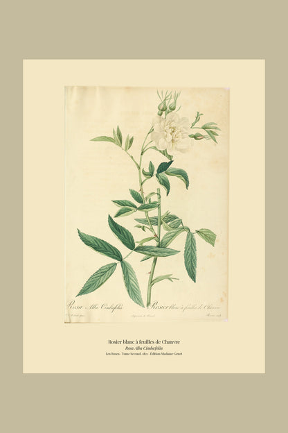 Rosa Alba Cimbæfolia — Rosier blanc à feuilles de Chanvre, hand-coloured stipple engraving after Redouté, engraved by Bessin, Les Roses, Paris 1821.