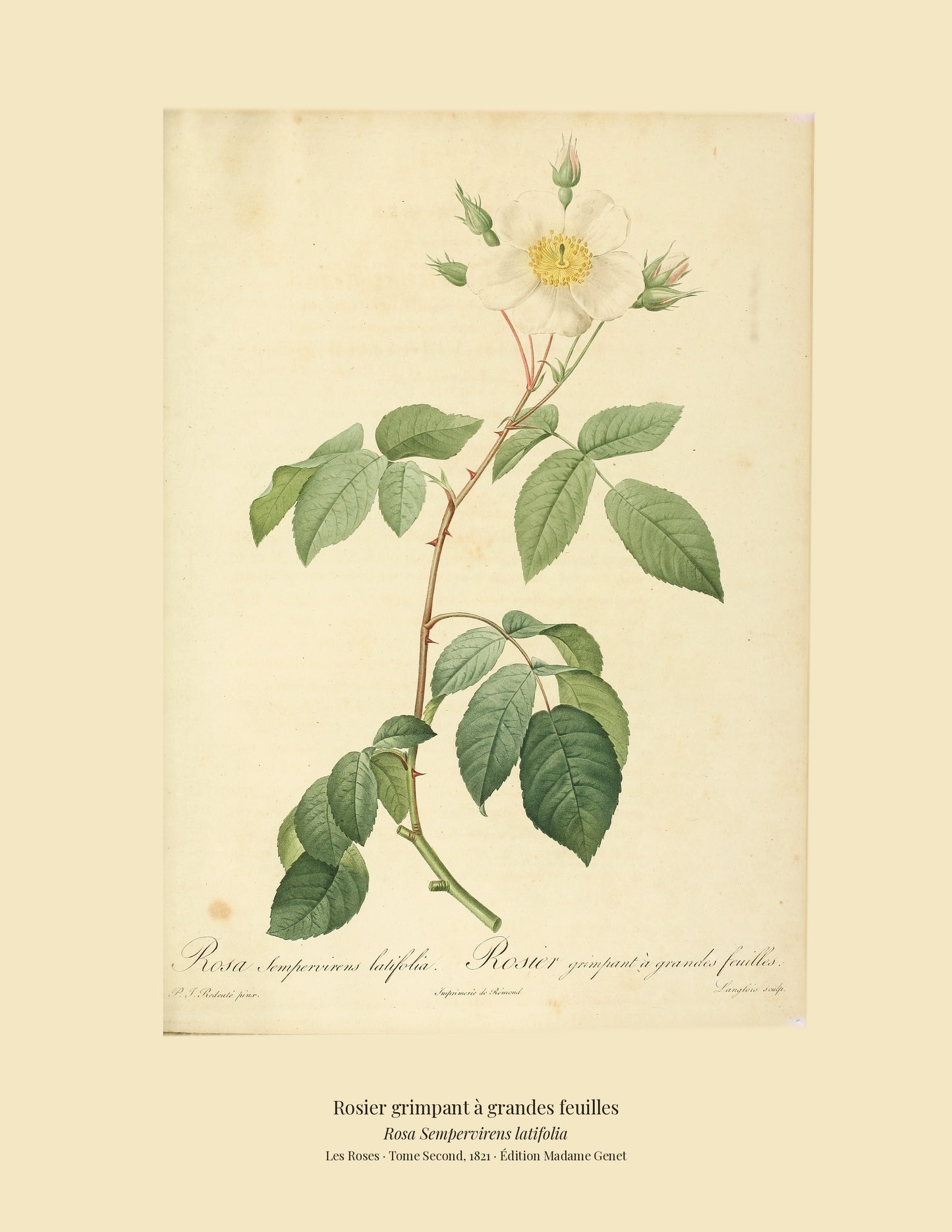 Rosa Sempervirens latifolia — Rosier grimpant à grandes feuilles, hand-coloured stipple engraving after Redouté, engraved by Langlois, Les Roses, Paris 1821.