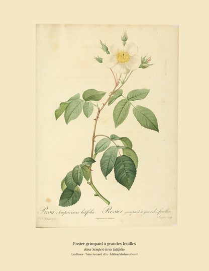 Rosa Sempervirens latifolia — Rosier grimpant à grandes feuilles, hand-coloured stipple engraving after Redouté, engraved by Langlois, Les Roses, Paris 1821.