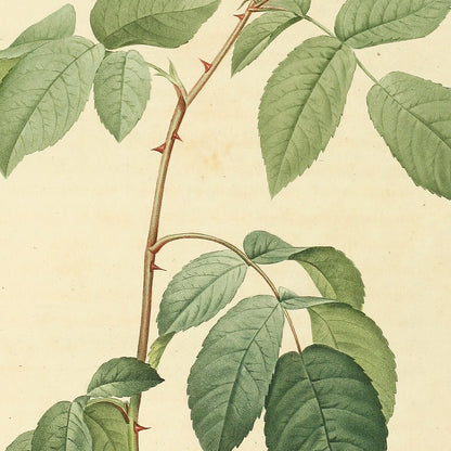 Rosa Sempervirens latifolia — Rosier grimpant à grandes feuilles, hand-coloured stipple engraving after Redouté, engraved by Langlois, Les Roses, Paris 1821.
