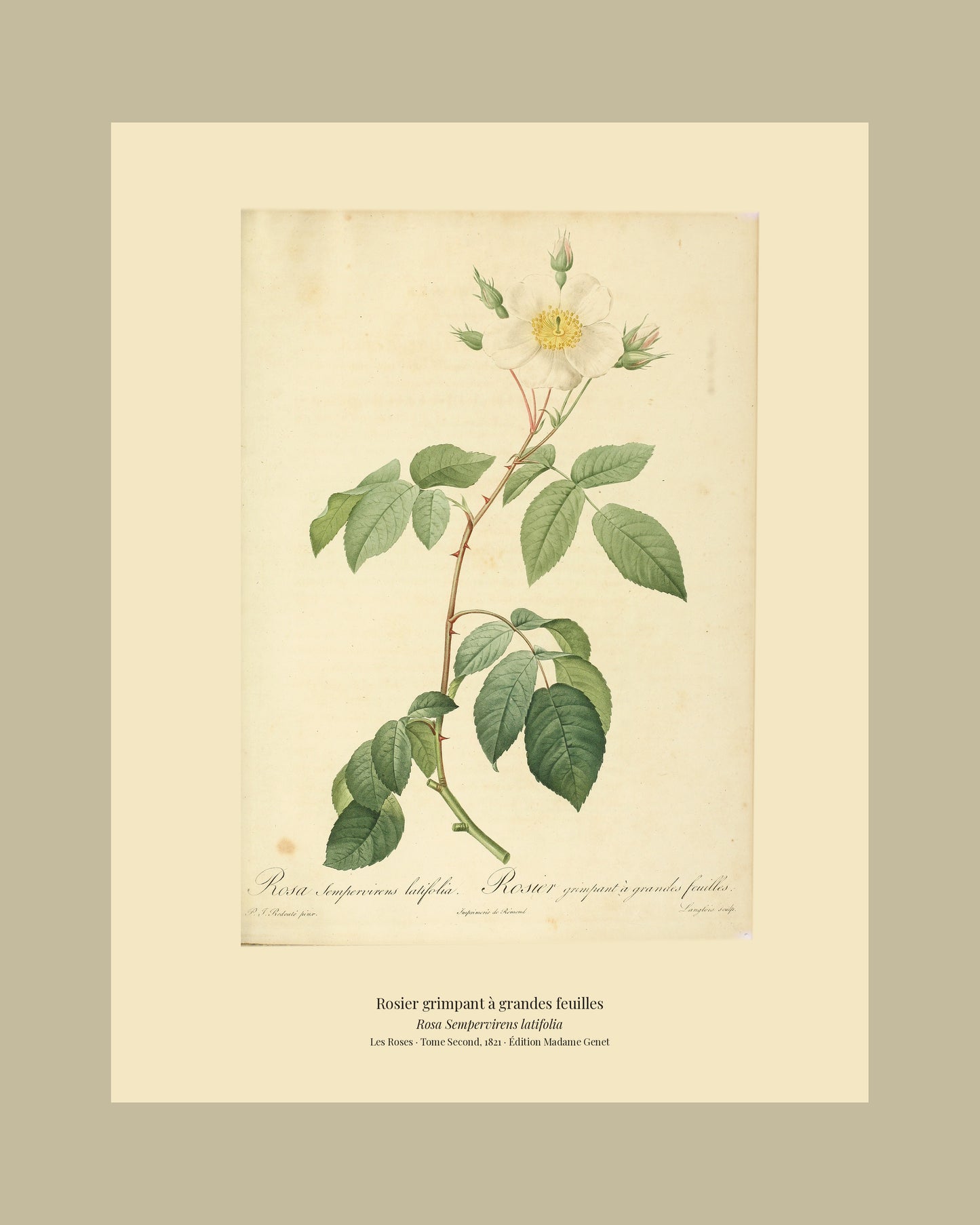 Rosa Sempervirens latifolia — Rosier grimpant à grandes feuilles, hand-coloured stipple engraving after Redouté, engraved by Langlois, Les Roses, Paris 1821.