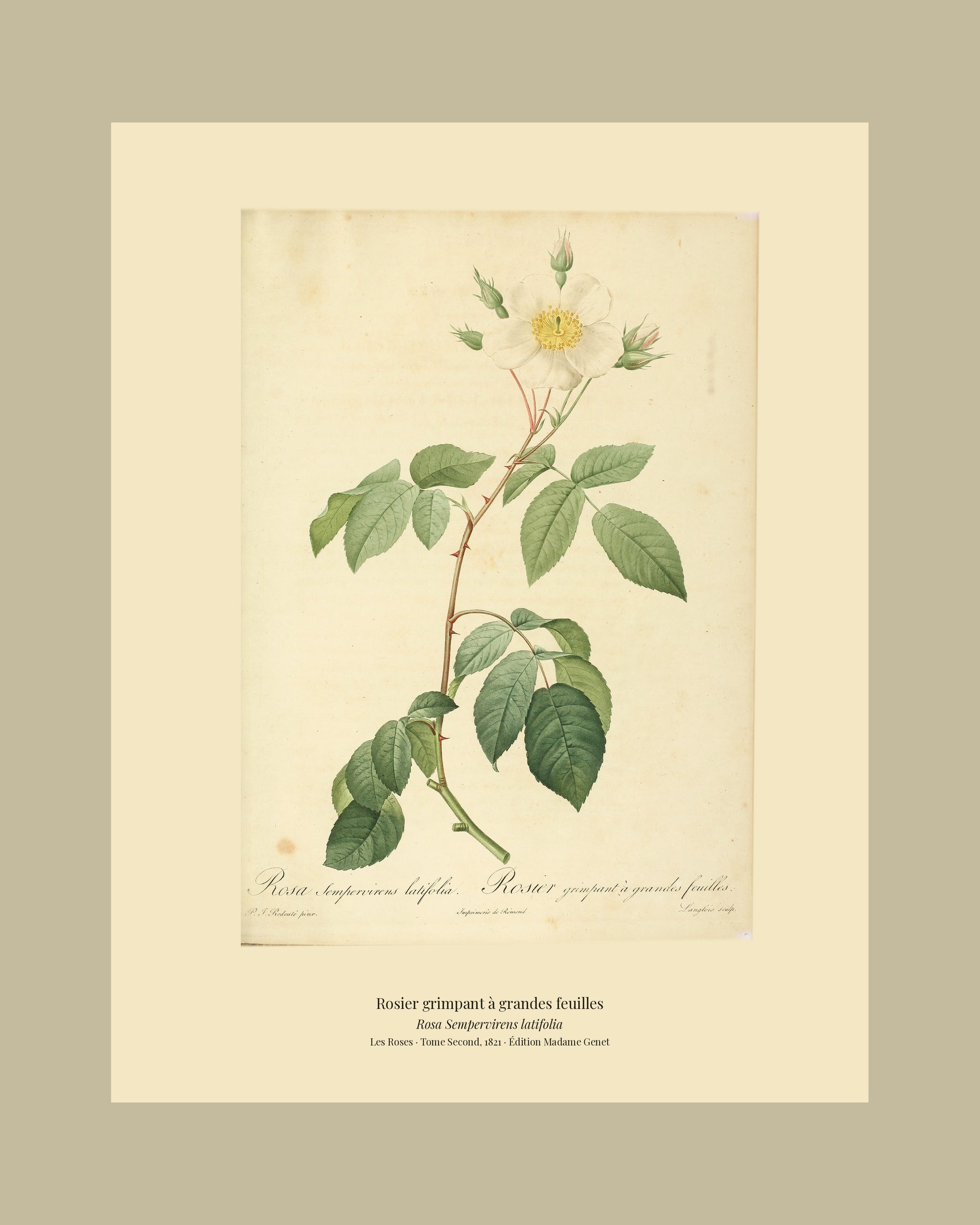 Rosa Sempervirens latifolia — Rosier grimpant à grandes feuilles, hand-coloured stipple engraving after Redouté, engraved by Langlois, Les Roses, Paris 1821.