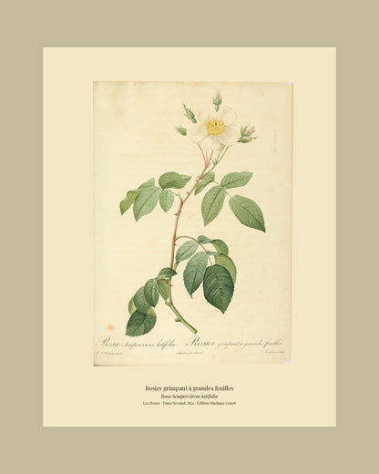 Rosa Sempervirens latifolia — Rosier grimpant à grandes feuilles, hand-coloured stipple engraving after Redouté, engraved by Langlois, Les Roses, Paris 1821.