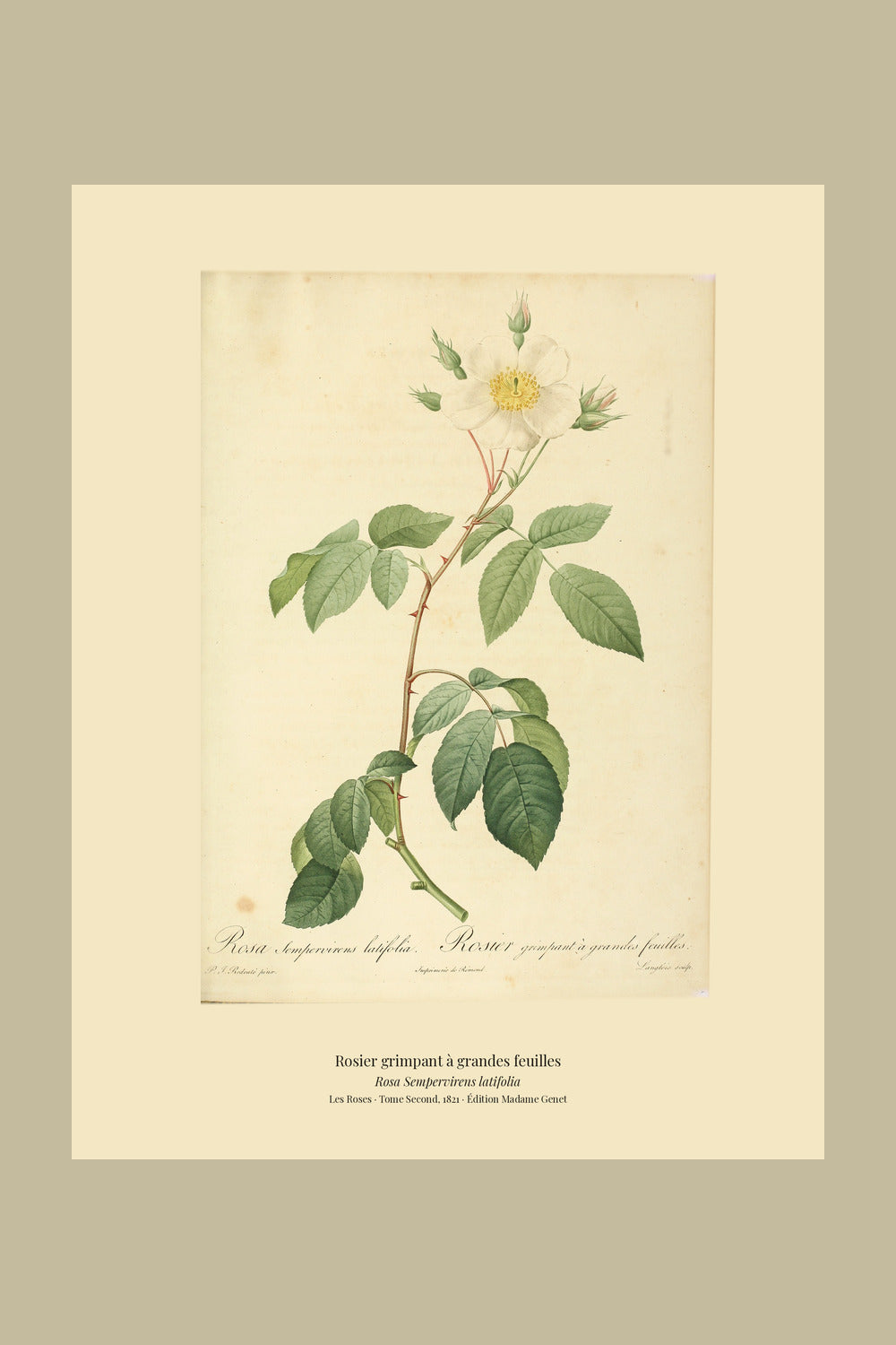 Rosa Sempervirens latifolia — Rosier grimpant à grandes feuilles, hand-coloured stipple engraving after Redouté, engraved by Langlois, Les Roses, Paris 1821.