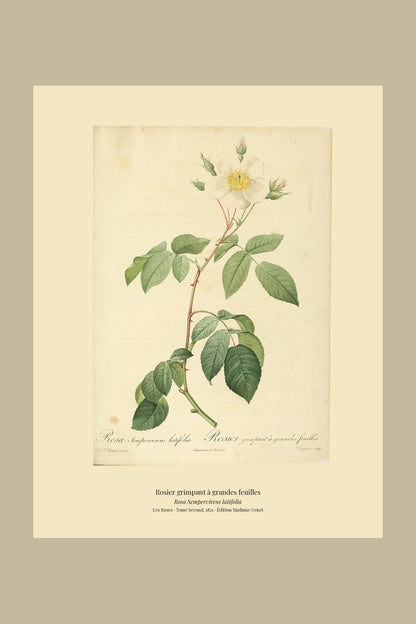 Rosa Sempervirens latifolia — Rosier grimpant à grandes feuilles, hand-coloured stipple engraving after Redouté, engraved by Langlois, Les Roses, Paris 1821.