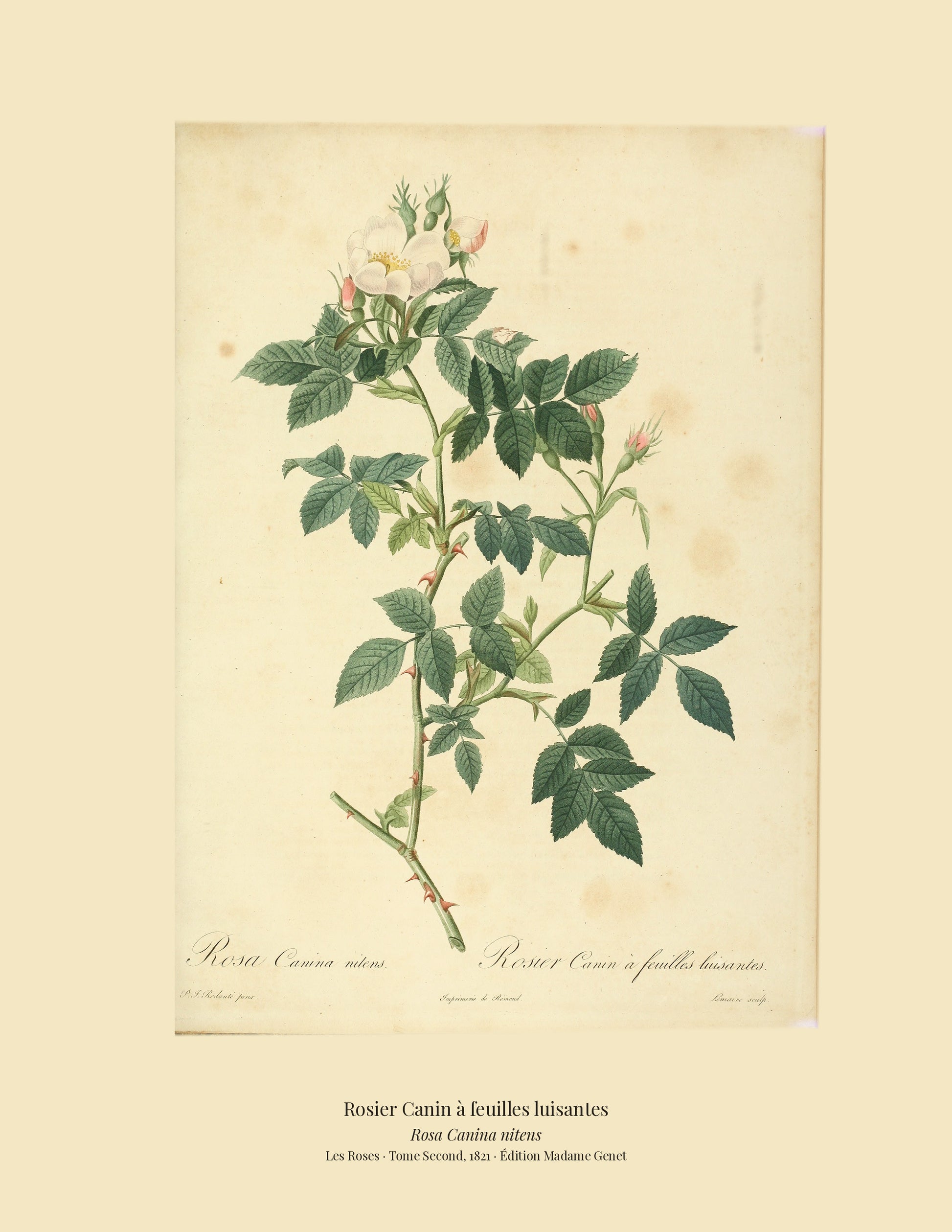 Rosa Canina nitens — Rosier Canin à feuilles luisantes, hand-coloured stipple engraving after Redouté, engraved by Lemaire, Les Roses, Paris 1821.