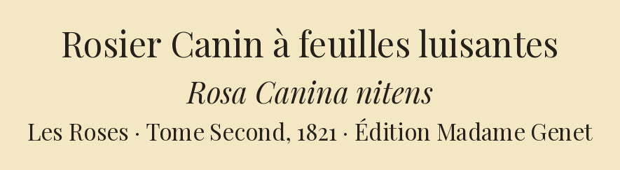 Rosa Canina nitens — Rosier Canin à feuilles luisantes, hand-coloured stipple engraving after Redouté, engraved by Lemaire, Les Roses, Paris 1821.