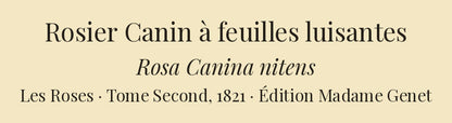 Rosa Canina nitens — Rosier Canin à feuilles luisantes, hand-coloured stipple engraving after Redouté, engraved by Lemaire, Les Roses, Paris 1821.